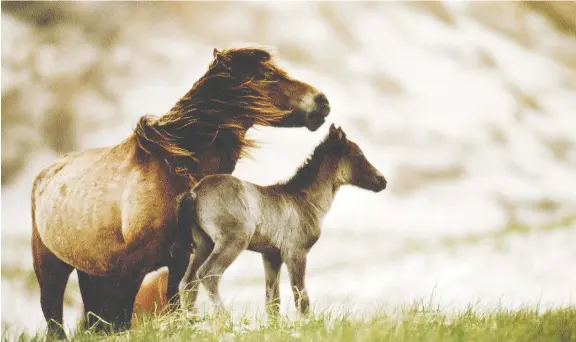  ?? PIERRE PERRIN/ SYGMA/ GETTY IMAGES ?? The Sable Island horses, now federally protected, range in number from about 175 to as many as 500.