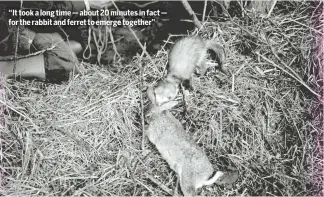  ?? ?? “It took a long time — about 20 minutes in fact — for the rabbit and ferret to emerge together”
