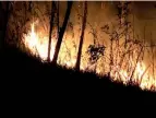  ??  ?? Badulla burns: Next to Nuwara Eliya Badulla had the highest number of blazes this year. Pic by Palitha Ariyawansa