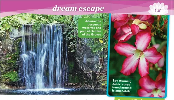  ??  ?? Admire the
gorgeous waterfall and pool at Garden
of the Groves
Spy stunning desert roses found around island hotels