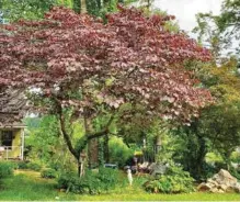  ??  ?? cades, Carl and Lynn Pendergras­s have developed a landscape ety of trees, gazing balls, perennials and fish ponds.
fairy garden are placed throughout the flowering plants and trees.