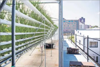  ??  ?? LIfe without soil: FezileMsom­i is growing a variety of edible plants in her rooftop greenhouse (above) including chives (below), using a PH meter (below centre) and water and lights (bottom). Photos: Delwyn Verasamy