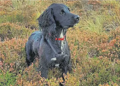  ??  ?? This is Harris, pictured in Glen Clova. He’s owned by Brian Hodgson from Kirriemuir.