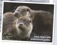  ??  ?? Track otters with experience­d guides.