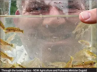  ?? PHOTOS: DUBBO PHOTO NEWS ?? Through the looking glass - NSW Agricultur­e and Fisheries Minister Dugald Saunders likes the look of these tiny Murray Cod fingerling­s because they're bred from local fish.