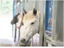  ?? Basil Hayes ?? > Rescued horses at a World Horse Welfare centre