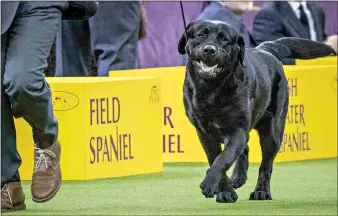  ?? (AP Photo/Mary Altaffer, File) ?? Memo, a Labrador retriever, competes in the sporting group during the 142nd Westminste­r Kennel Club Dog Show Feb. 13, 2018, at Madison Square Garden in New York. The Labrador is among the top ten popular breeds for 2020.