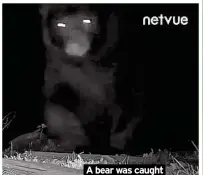  ?? ?? A bear was caught on camera at a home in remote Downievill­e, Calif.