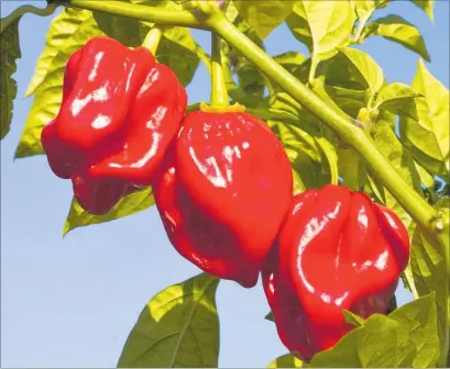  ??  ?? Hot stuff — chillies are easy to grow.