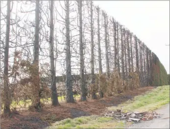  ?? Photo / Bethany Rolston ?? A pile of rubbish — dumped and set on fire — spread to a row of trees on Sing Rd.