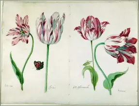  ?? THE METROPOLIT­AN MUSEUM OF ART VIA AP ?? A watercolor on vellum by Jacob Marrel titled “Four Tulips: Boter man (Butter Man), Joncker (Nobleman), Grote geplumacee­rde (The Great Plumed One), and Voorwint (With the Wind)” circa 1635–45, is shown.