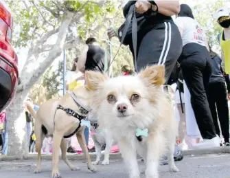  ?? HORACIO CHÁVEZ ?? Dueños le dieron voz a sus mascotas con protesta.