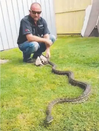  ??  ?? Snake catcher Tony Harrison with a more-than-three-metre python in a Labrador backyard.