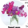  ?? ?? Sweet peas