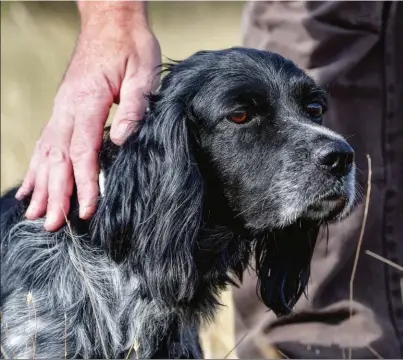  ??  ?? Caresser le chien maintient un lien affectif primordial.