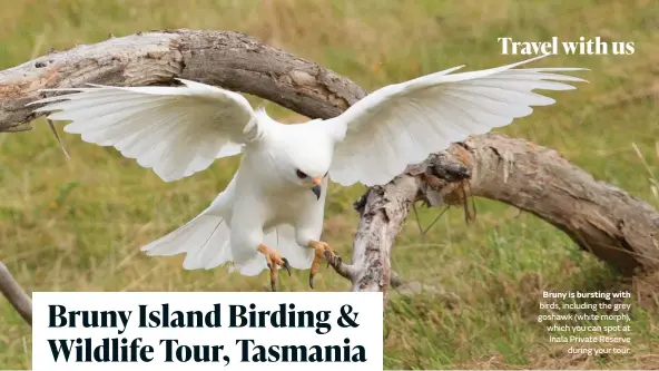  ?? ?? Bruny is bursting with birds, including the grey goshawk (white morph), which you can spot at Inala Private Reserve during your tour.