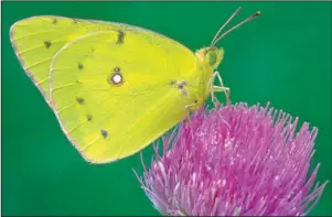  ?? The Associated Press ?? CLOUDED SULPHUR BUTTERFLY: This undated photo provided by Michael Thomas shows a clouded sulphur butterfly in Cromwell, Conn. In an April interview, Ann Swengel, a citizen scientist tracking butterflie­s for more than 30 years, recalled that a few decades ago she would drive around Wisconsin “look out in a field and you’d see all these Sulphur butterflie­s around. I can’t think of the last time that I’ve seen that.”