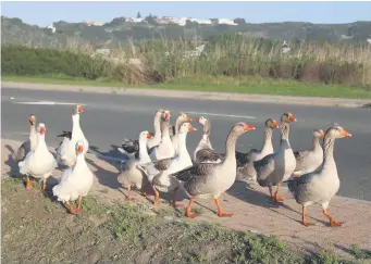  ?? Photos: Linzetta Calitz ?? The geese in Morrison Road, Great Brak.