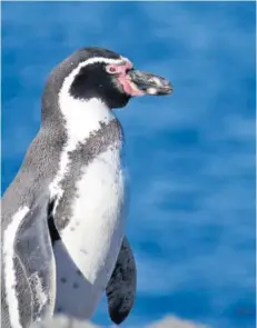  ??  ?? ► Ejemplar del pingüino de Humboldt en Isla Chañaral, Región de Atacama.