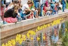  ?? Foto: Scholz ?? 140 Plastikent­en wurden in Bäumenheim für ein Wettrennen zu Wasser gelassen. Bei Klein und Groß kam die Idee der SPD gut an.