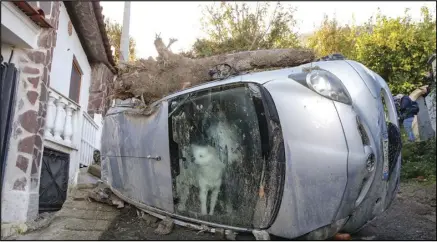  ?? ASSOCIATED PRESS ?? A dog who got trapped in his owners’ car for some 72 hours peeks through the windscreen while rescuers search for possible survivors of the family, Monday, in Casamiccio­la, on the southern Italian island of Ischia.