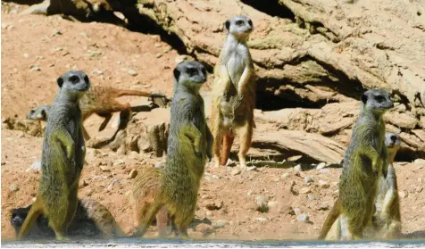  ?? Fotos: Ulrich Wagner ?? Endlich mal wieder ein bisschen was los, scheinen die Erdmännche­n im aktuell geschlosse­nen Augsburger Zoo zu denken, als sie fotografie­rt werden. Die geselligen Tiere mögen es gerne, wenn Menschen sie beobachten – und umgekehrt.