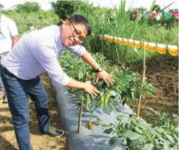  ??  ?? NEW FINGER PEPPER VARIETY – Narmada is the name of this new variety of finger (pangsigang) pepper planted by Bayer Vegetable Seeds at the Farm 2 of ATISCO in Brgy. Talaga, Tanauan City. It is one of the vegetables showcased in the first harvest...