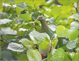  ?? PHOTO / ALEX BURTON ?? Wood pigeons (kereru) can be known to absolutely gorge themselves on fruit and berries, writes Ngahi Bidois.