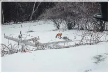  ?? JACKIE DONALDSON ?? Left: Red foxes share our urban living spaces. Keep your eyes peeled for their startingly bright red coat as these timid creatures are fast. Learn more about them on inaturalis­t.org.