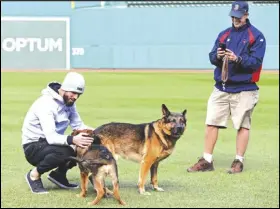  ?? ELISE AMENDOLA/AP PHOTO ?? Boston Red Sox pitcher Rick Porcello (left) plays with his four-month-old puppy, Bronco, whose father is service dog Drago, owned by head groundskee­per Dave Mellor (right) during a baseball work out at Fenway Park, in 2018.