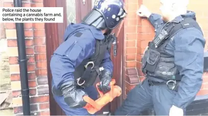  ??  ?? Police raid the house containing a cannabis farm and, below, the plants they found