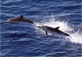  ??  ?? AT SEA: Dolphins jump in the Mediterran­ean sea.—AFP