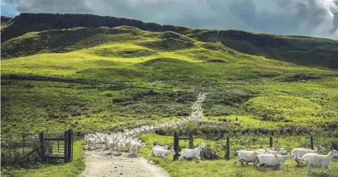  ?? Bloomberg ?? Sheep are led down a hill at Campbell Tweed’s farm near Ballymena. Northern Ireland exports about 90 per cent of its sheep products, and a no-deal Brexit would, in Tweed’s opinion, wipe out the industry in Northern Ireland.