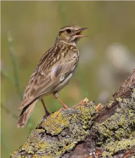  ?? ?? THREE: Woodlark (Tuscany, Italy, 28 May 2006). Unlike Eurasian Skylark, Woodlark readily perches in trees, but it too mostly feeds on the ground. The facial pattern is stronger than skylark’s, with a more noticeable dark stripe behind the eye and a variable dark brown rear border to the rather richly coloured orangey-brown ear coverts. As this photograph shows, a distinctiv­e feature is the thick buffy-white tips to the noticeably black primary coverts. These form a distinctiv­e black-and-buff patch on the edge of the closed wing. Note also the shortish tail.