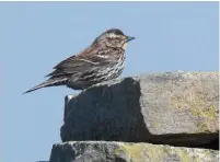  ??  ?? ABOVE (CLOCKWISE FROM TOP LEFT) Red-rumped Swallow, Ferry Meadows CP, Peterborou­gh, Cambridges­hire, 17 AprilPalli­d Harrier, Whitendale, Bowland, Lancashire, 2 MayFemale Red-winged Blackbird, North Ronaldsay, Orkney, 30 April