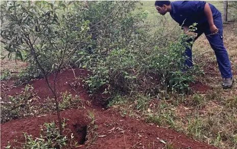  ?? Photo: Vanessa Macdonald / QMDC ?? ON THE HUNT: QMDC officer Lachlan Marshall inspects rabbit warrens near Highfields.