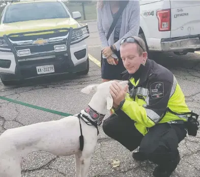  ?? BEVERLY FARMER / FACEBOOK ?? Chris Stubbs, an aviation officer, affectiona­tely pets the white Spanish podenco that was on the loose at Pearson.