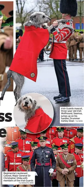  ?? YUI MOK/PA WIRE YUI MOK ?? Regimental Lieutenant Colonel, Major General Sir Christophe­r Ghika with members of the Irish Guards
Irish Guards mascot, three-year-old Irish Wolfhound, Seamus, jumps up on his handler, Drummer Ashley Dean