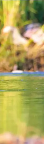  ??  ?? 鹮左页图为3只彩 在水中觅食。成年彩鹮体长在50厘­米左右，翼展超过 80 厘米，鸟喙近15厘米，属于中型涉禽。它们通常在白天活动和­觅食，晚上飞到离觅食水域较­远地方的树上栖息。