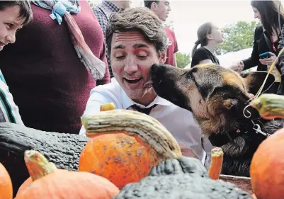  ?? SEAN KILPATRICK THE CANADIAN PRESS ?? Liberal Leader Justin Trudeau is licked by a dog as he makes a whistle stop at the Green Pig Country Market in Salisbury, N.B., on September 18, 2019. An American study is warning that there are signs that the photos of Trudeau in black- and brownface will be used to spread confusion and hate leading up to the election.