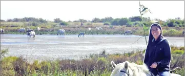  ??  ?? Semi-feral Camargue white horses sup freshwater.