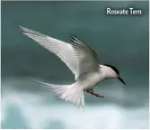  ??  ?? Roseate Tern