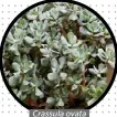  ??  ?? Crassula ovata ‘Blue Bird’