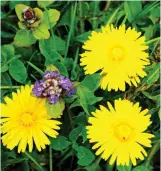  ??  ?? Organic: Wild dandelions and nettles