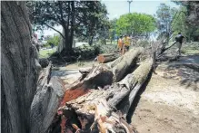  ?? ?? sufrió un grave hundimient­o de suelo en la zona de la costanera, anegamient­os en algunos barrios y la caída de árboles y ramas en distintos sectores del distrito.