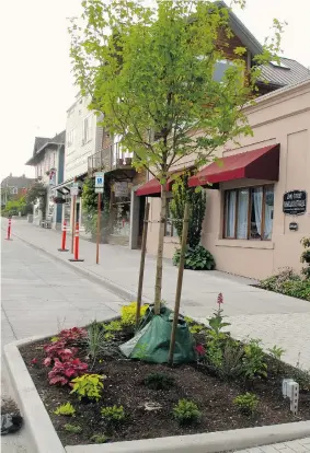  ?? DEAN FOSDICK/The Associated Press photos ?? This attractive, pedestrian-friendly street makeover includes a number of ‘hellstrip’ garden
plantings — flowers, trees and shrubs — growing between sidewalk and street.