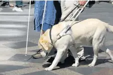  ?? LARS K. CHRISTENSE­N ?? TJÄNSTER. En ledarhund hjälper människor med synfel så att de klarar sig i trafiken.