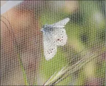  ?? ERIC RISBERG VIA AP ?? A SILVERY BLUE BUTTERFLY, the closest relative to the extinct Xerces blue butterfly, is seen under netting after its release in the Presidio’s restored dune habitat in San Francisco on Thursday.