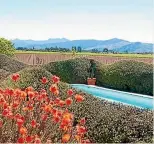  ?? PHOTO: JULIET NICOLAS ?? In Ross and Wendy Palmer’s Marlboroug­h garden corokia is carved to emulate the distant Richmond Range and coral blooms of Leucosperm­um reflexum are a foil for the silver-grey foliage around them.