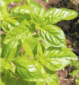  ?? Photo / File ?? Hot weather can speed up basil growth during summer.